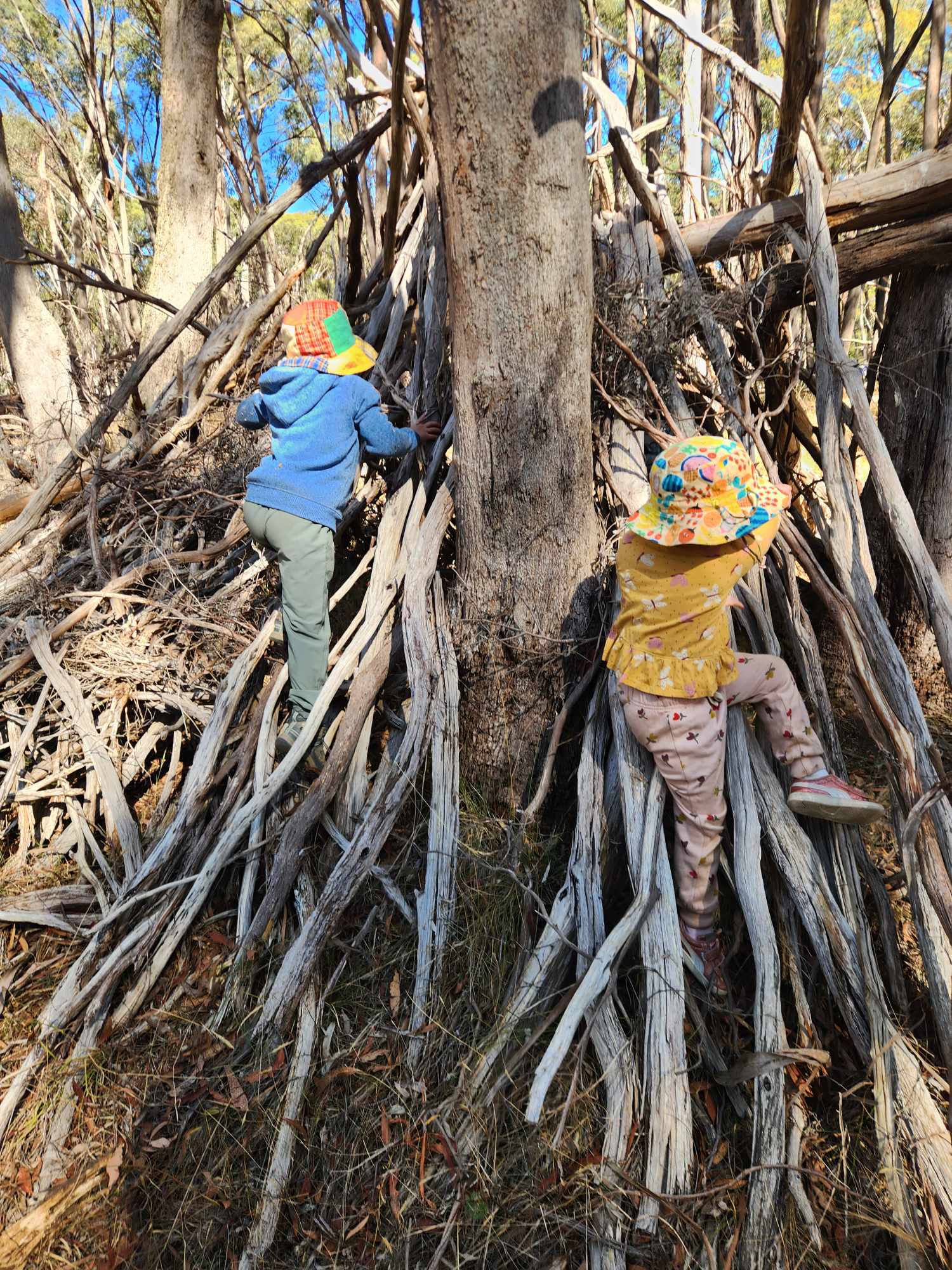 Forest trail exploration